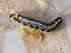 Geparasiteerd door de sluipwesp Apanteles glomeratus