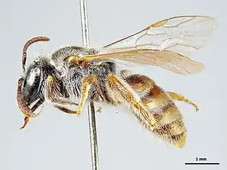 Lasioglossum bicolor