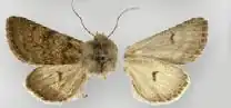 Lasionycta macleani