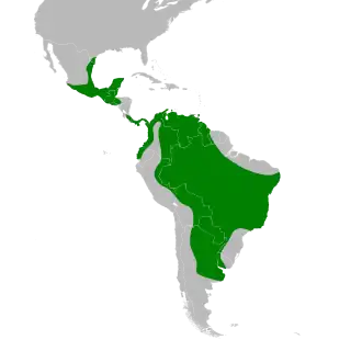 Zuidelijke gele vleermuis