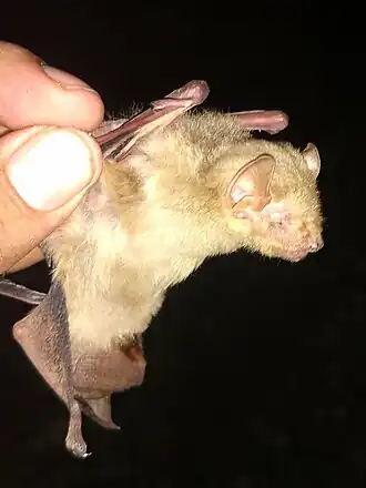 Lasiurus intermedius