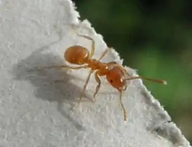 Gele weidemier(Lasius flavus)