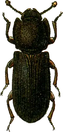 Lastrema verrucicollis