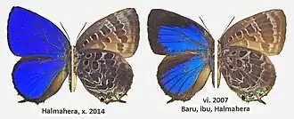 Arhopala halmaheira