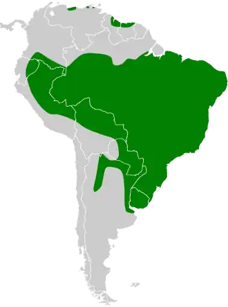 Braziliaanse dwergral