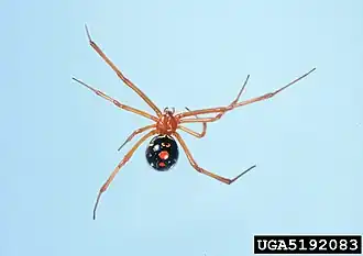 Latrodectus bishopi