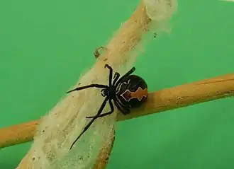 Latrodectus atritus