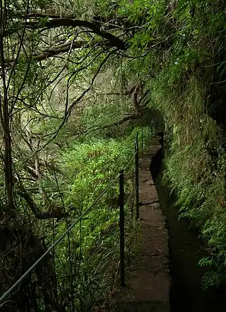 Smal wandelpad met een levada in het laurierbos.