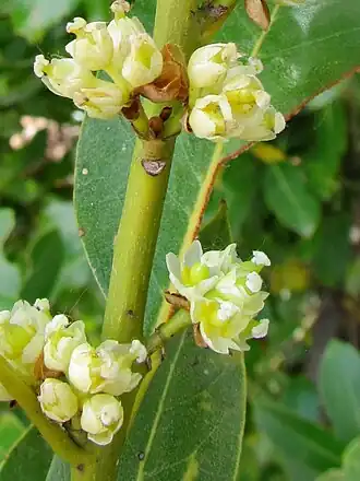 Laurus novocanariensis