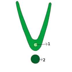 reduplicaat, teruggevouwen