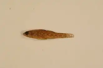 Etheostoma microperca