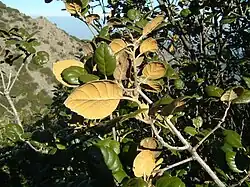 Goudkleurige onderzijde van het blad.