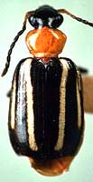 Lebia bivittata