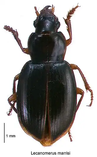 Lecanomerus marrisi