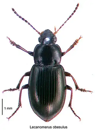 Lecanomerus obesulus