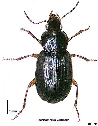 Lecanomerus verticalis