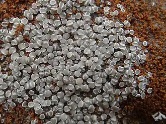 Geelgroene schotelkorst