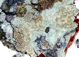 Bleke dennenschotelkorst