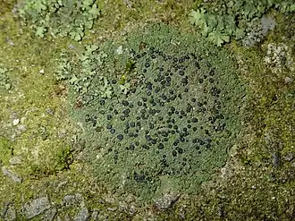 Steenpurperschaaltje