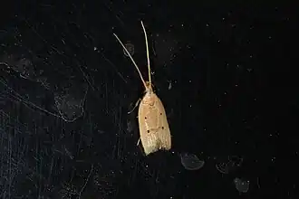 Lecithocera concinna