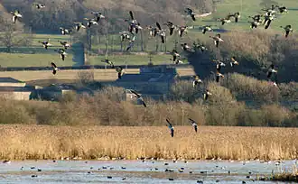 Grauwe ganzen in Leighton Moss