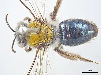 Leioproctus friesellus