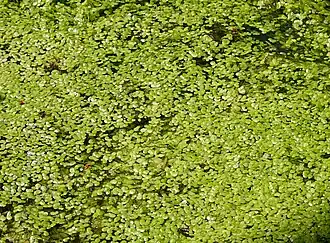 Bovenaanzicht van een vegetatie uit de eendenkroos-klasse