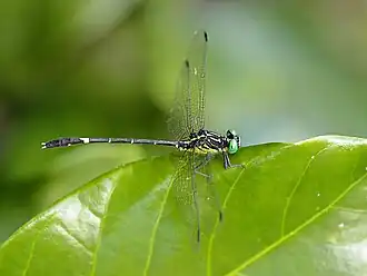 Austrogomphus prasinus