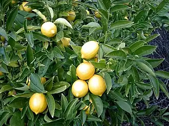 Lemon Tree