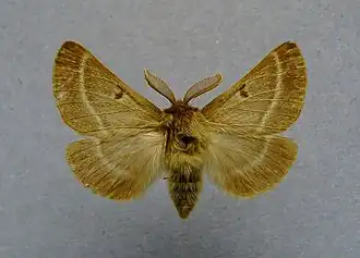 Lemonia balcanica
