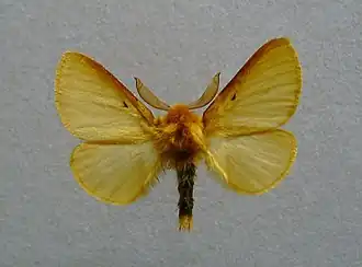 Lemonia taraxaci
