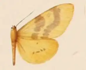 Spilosoma kannegieteri