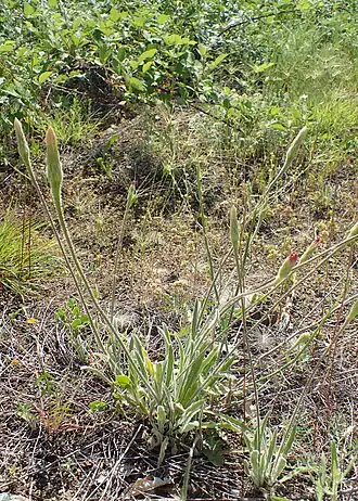 Leontodon asperrimus