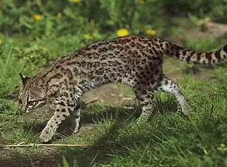 Leopardus guttulus