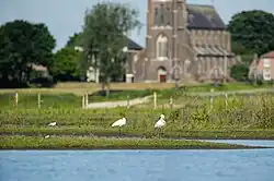 Lepelaars en kluut in de Liendense Waard en de Maas, tegen de achtergrond van de St-Victorkerk in Batenburg
