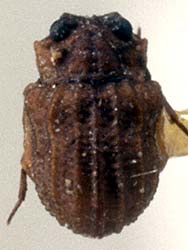 Lepiceroidea