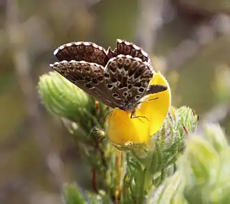 Lepidochrysops bacchus