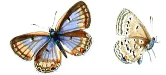 Lepidochrysops negus