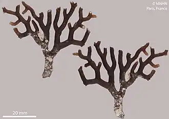 Lepidopora cryptocymas