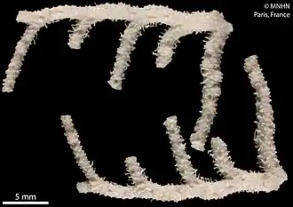 Lepidotheca altispina