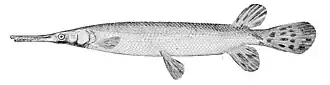 Lepisosteus platostomus