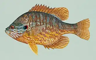 Zonnebaars, Lepomis gibbosus