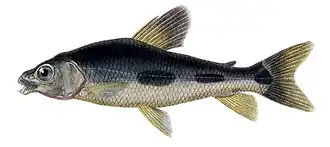 Leporinus acutidens
