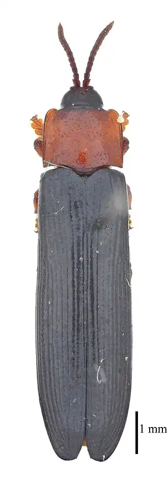 Leptispa longipennis