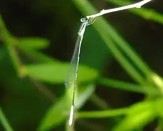 Leptobasis melinogaster