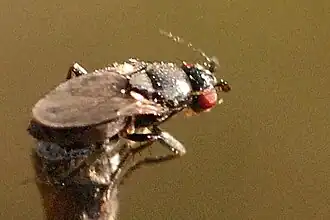 Leptocera fontinalis