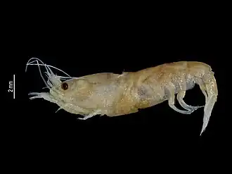 Leptochela (Leptochela) crosnieri