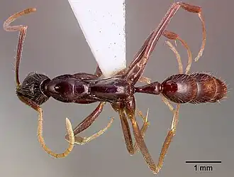 Leptogenys attenuata