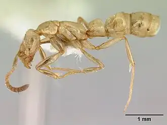 Leptogenys australis