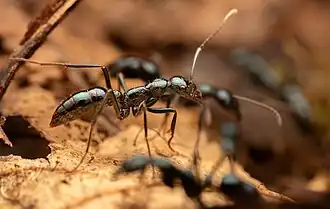 Leptogenys chalybaea